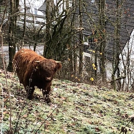 Ferienwohnung Koelbel Familienurlaub In Der Natur Schmallenberg Dış mekan fotoğraf